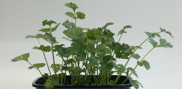 香菜室内种植技术视频教程_室内香菜种植技术_香菜室内种植技术与管理