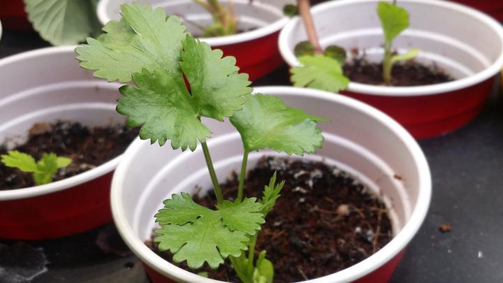 香菜室内种植技术视频教程_室内香菜种植技术_香菜室内种植技术与管理