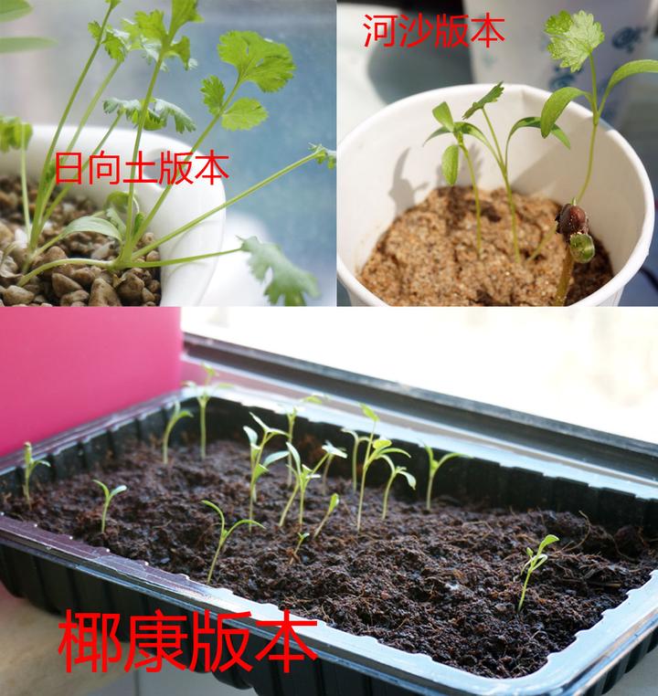 香菜室内种植技术视频教程_室内香菜种植技术_香菜室内种植技术与管理