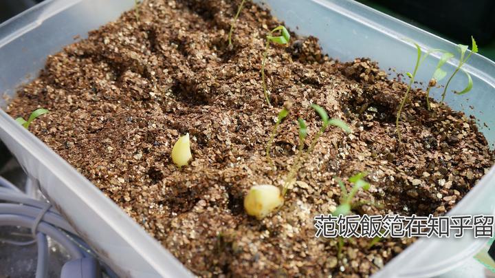 室内香菜种植技术_香菜室内种植技术视频教程_香菜室内种植技术与管理