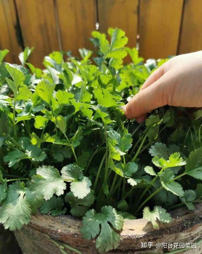 香菜室内种植技术视频_香菜室内种植技术要点_室内香菜种植技术