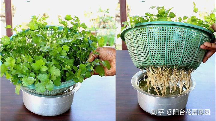 香菜室内种植技术视频_香菜室内种植技术要点_室内香菜种植技术