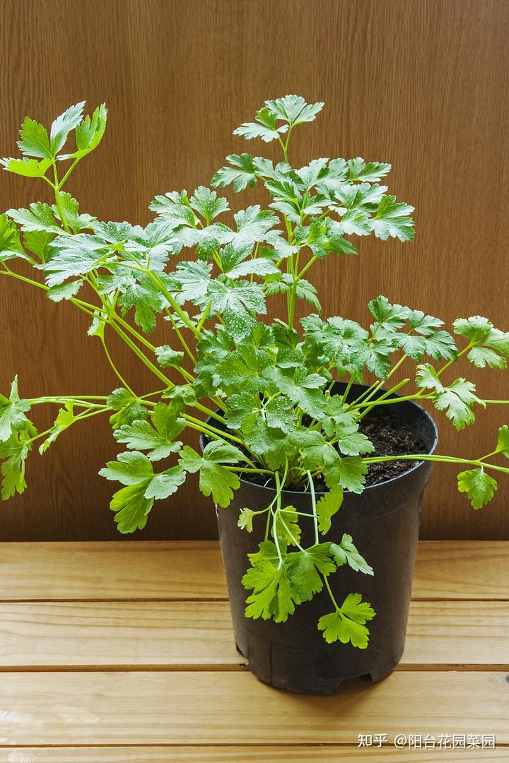 室内香菜种植技术_香菜室内种植技术视频_香菜室内种植技术要点