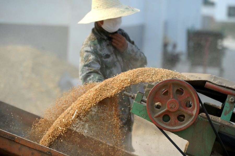 粮食种植步骤_先进粮食种植技术_粮食作物栽培技术