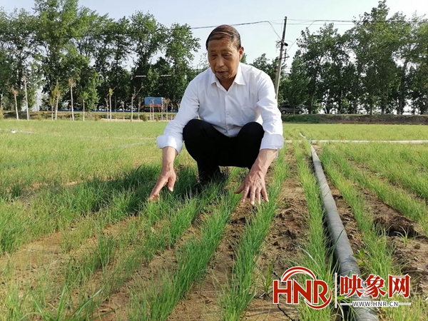 种植二亩韭菜致富_致富韭菜种植技术视频_致富经韭菜种植技术视频