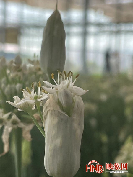 种植二亩韭菜致富_致富经韭菜种植技术视频_致富韭菜种植技术视频