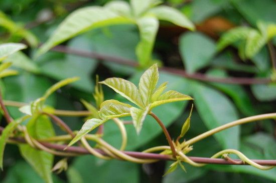 种植物需要哪些条件