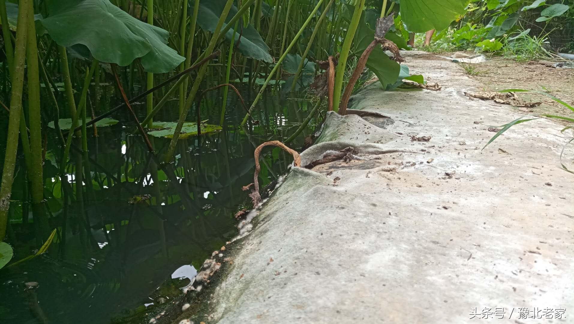 养殖泥鳅视频全过程_大泥鳅养殖技术视频_视频养殖泥鳅技术大赛