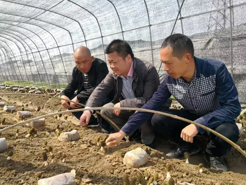 高基胜羊肚菌致富经_致富经羊肚菌高基盛_致富经种植羊肚菌完整版