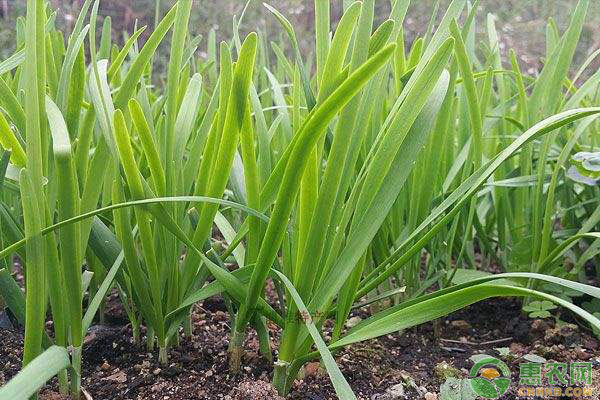 致富韭菜种植视频_致富经韭菜种植视频_种植二亩韭菜致富