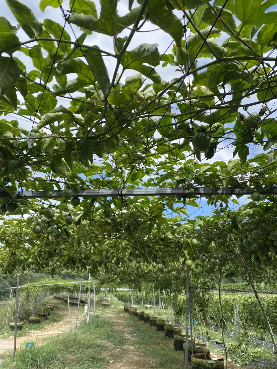 香甜饱满 ，快来尝鲜！长乐这里的“致富果”，赞！