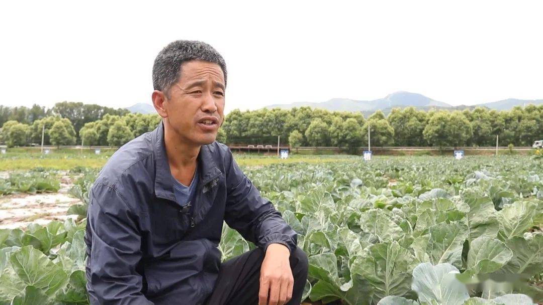 致富经花菜干_干花菜多少钱一斤_制作干花菜