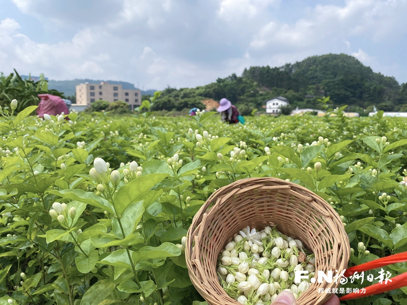 长乐黄石村花农林闽英夫妇的致富秘诀：小小茉莉花 铺就振兴路