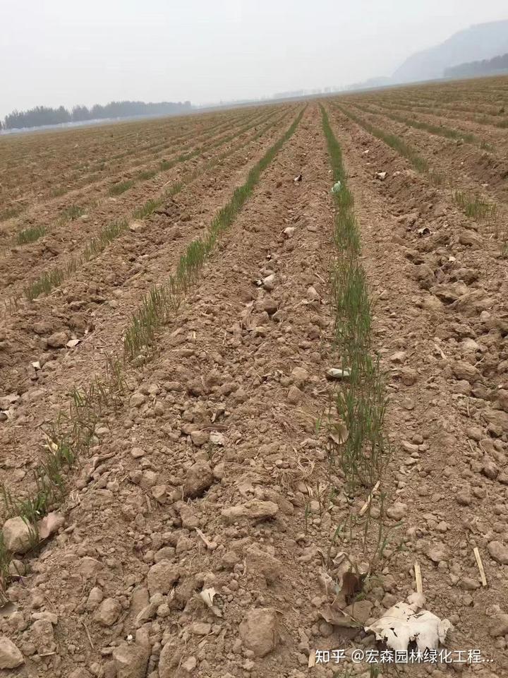 冬季香椿栽培技术_冬季香椿种植技术视频_冬季种植香椿方法