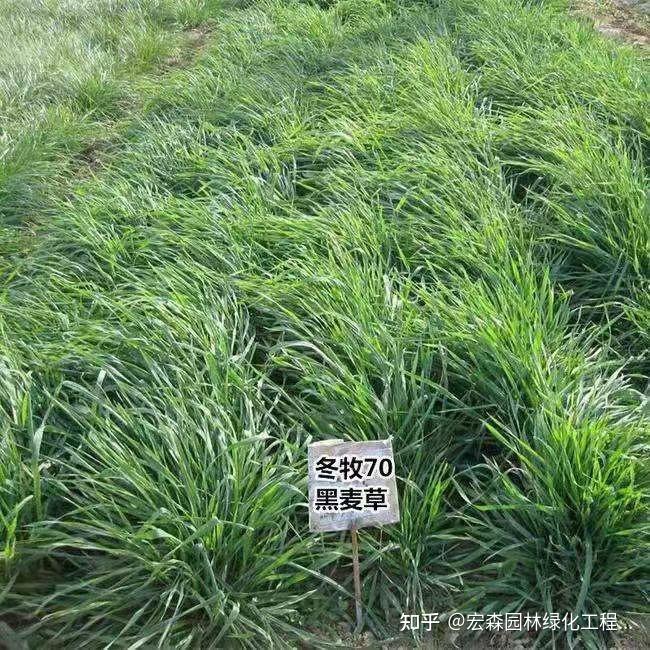 冬季香椿种植技术视频_冬季香椿栽培技术_冬季种植香椿方法