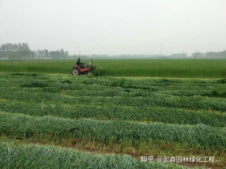 冬季香椿种植技术视频_冬季种植香椿方法_冬季香椿栽培技术