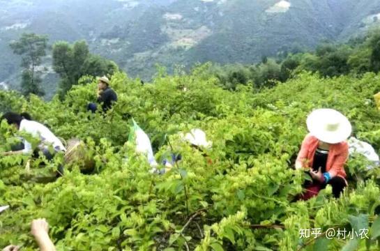 致富经荒山种植小龙虾_致富经龙虾养殖技术视频_致富经龙虾养殖视频稻田