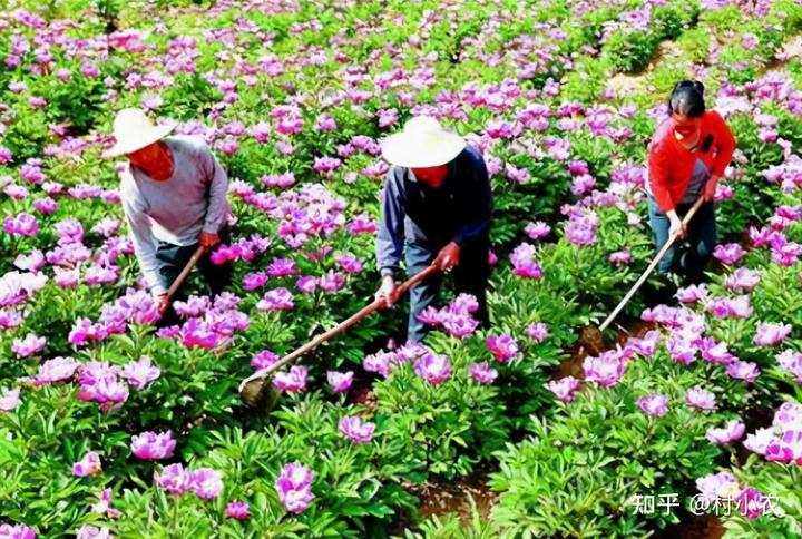 致富经龙虾养殖技术视频_致富经龙虾养殖视频稻田_致富经荒山种植小龙虾