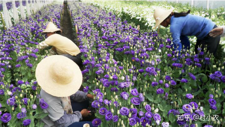 致富经龙虾养殖技术视频_致富经龙虾养殖视频稻田_致富经荒山种植小龙虾