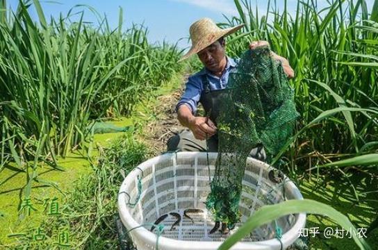 致富经龙虾养殖视频稻田_致富经龙虾养殖技术视频_致富经荒山种植小龙虾