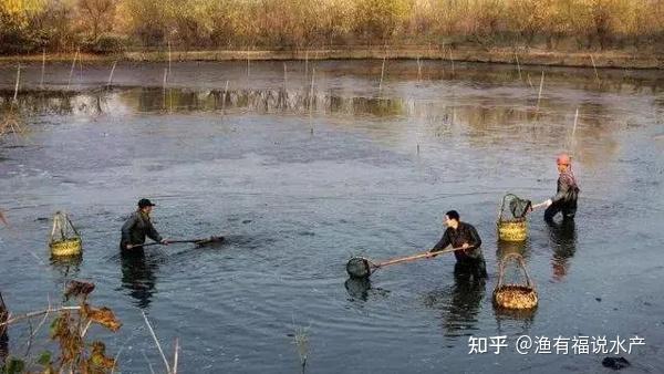 水产养殖技术：冬季鱼塘修整的方法