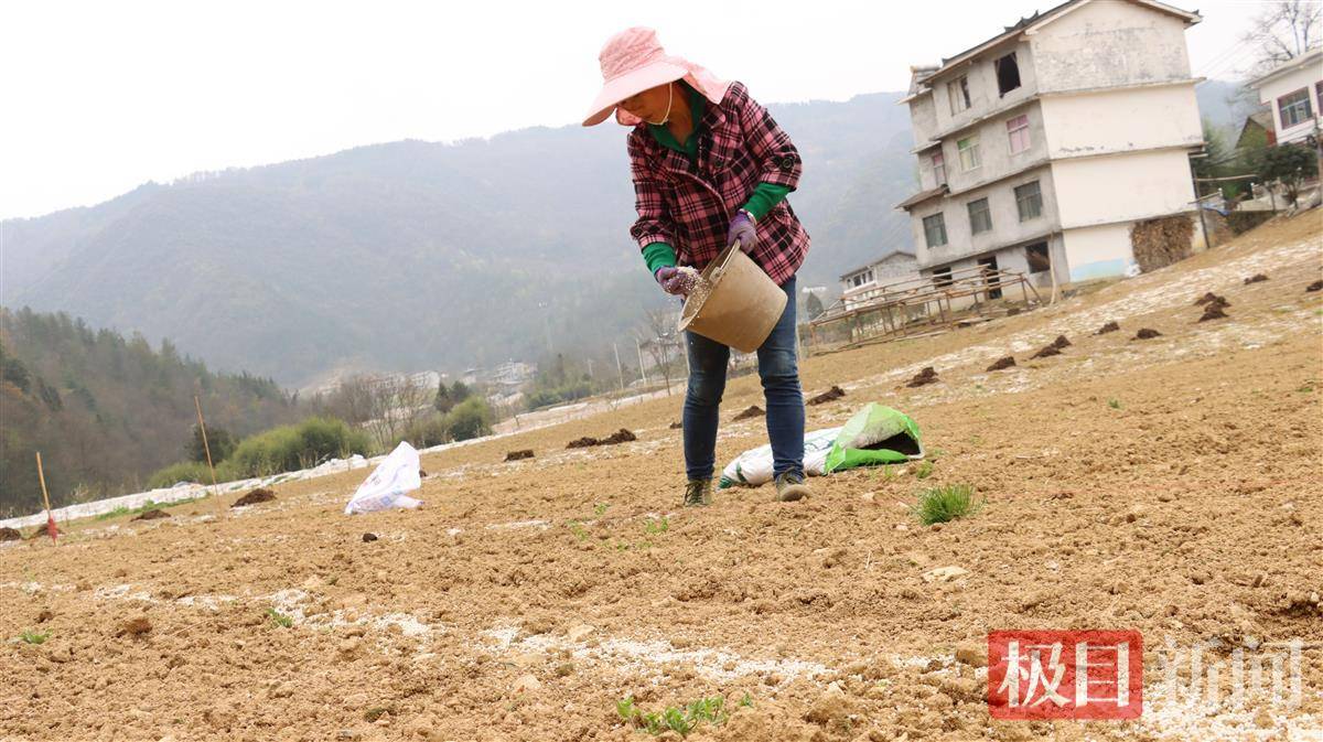 干花菜怎么做好吃法_致富经花菜干_干花菜多少钱一斤