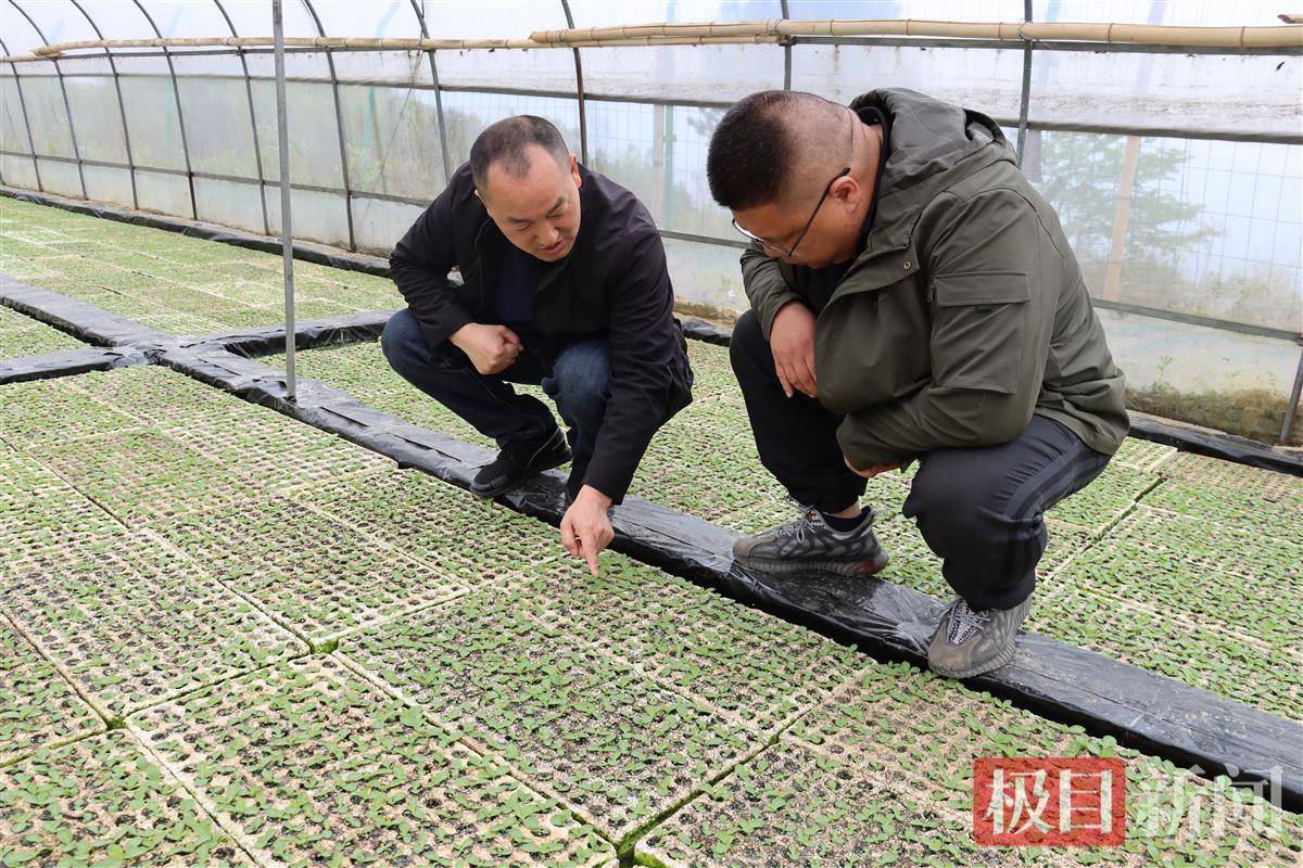 干花菜多少钱一斤_干花菜怎么做好吃法_致富经花菜干