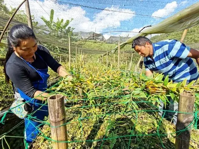 中草药养殖技术大全_养殖业必备中药_养殖药大全中草技术有哪些