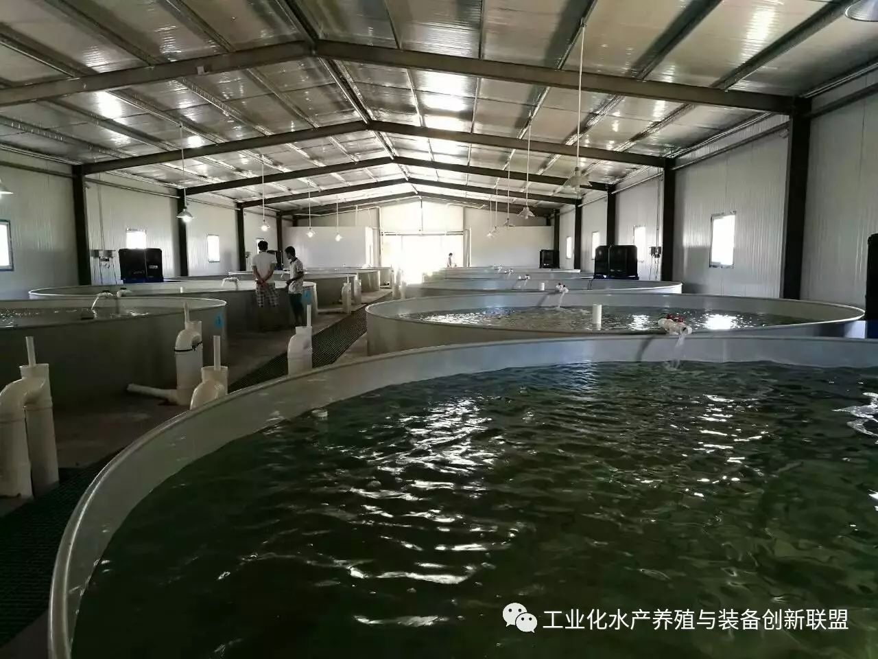 室内淡水水产养殖技术_水产养殖淡水鱼_淡水养殖项目