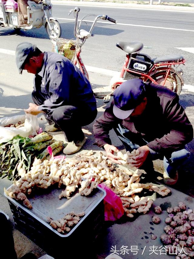 姜芽如何变成大块生姜，有50年经验的张老汉教你如何种生姜