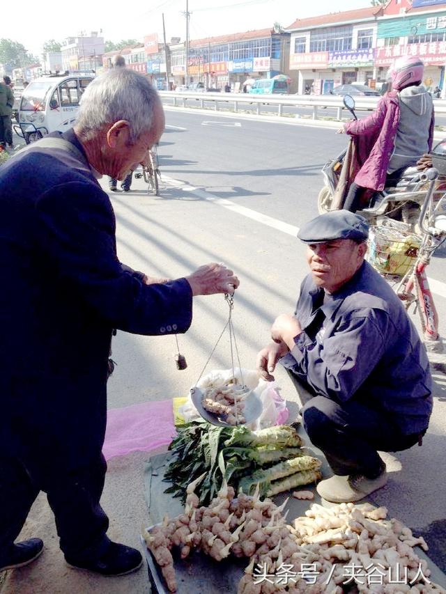 姜芽如何变成大块生姜，有50年经验的张老汉教你如何种生姜