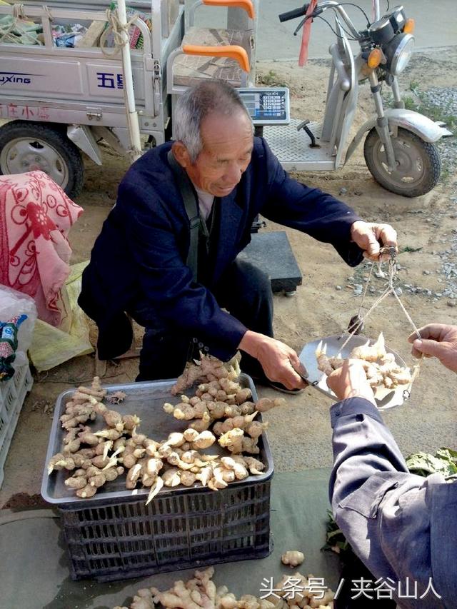 姜芽如何变成大块生姜，有50年经验的张老汉教你如何种生姜