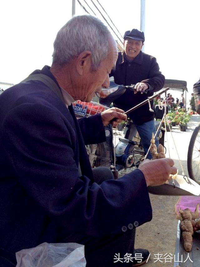 姜芽如何变成大块生姜，有50年经验的张老汉教你如何种生姜