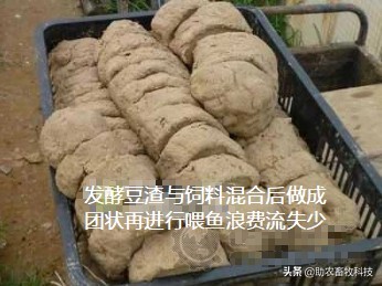 豆渣科学发酵与配料养鱼新技术，不散开水体中节约饲料改善水质