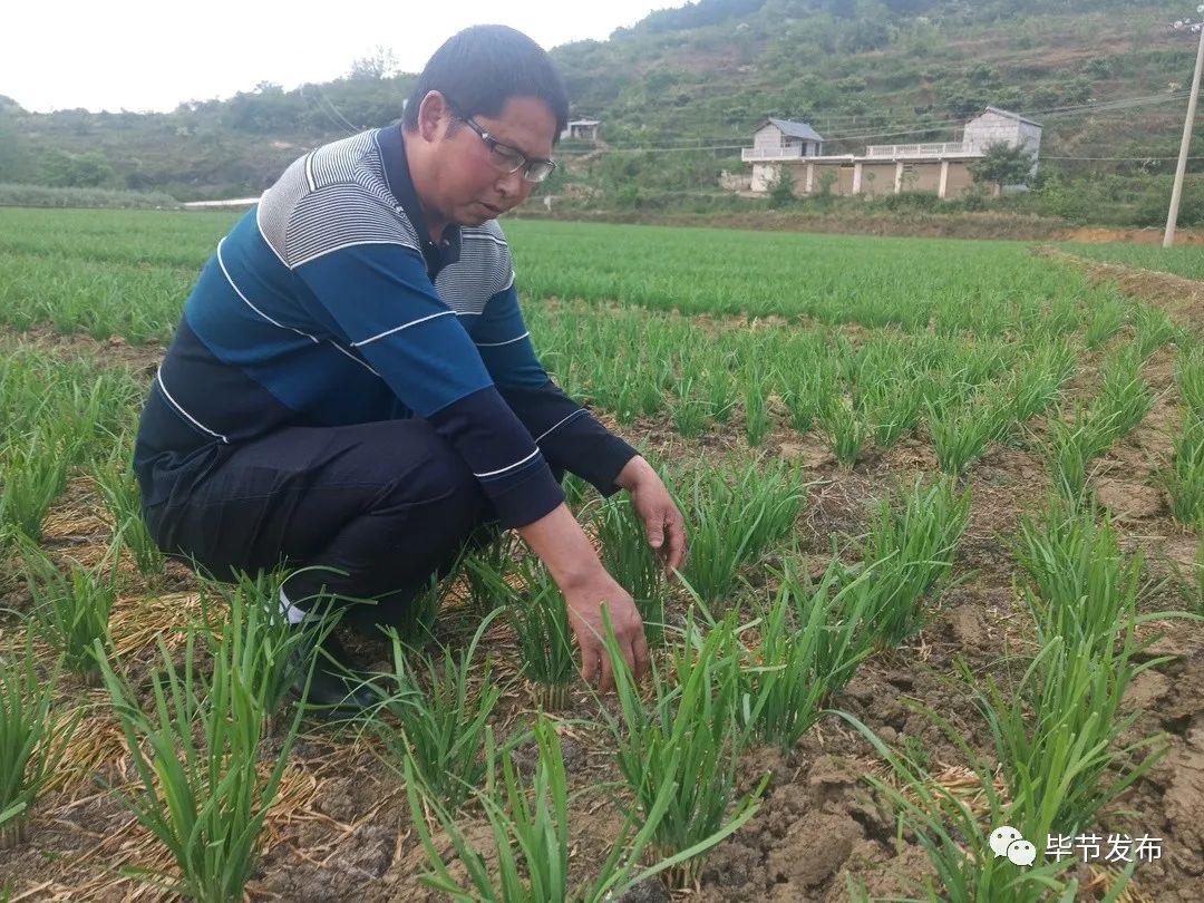 致富经韭菜种植技术视频_致富经韭菜种植视频_种植二亩韭菜致富