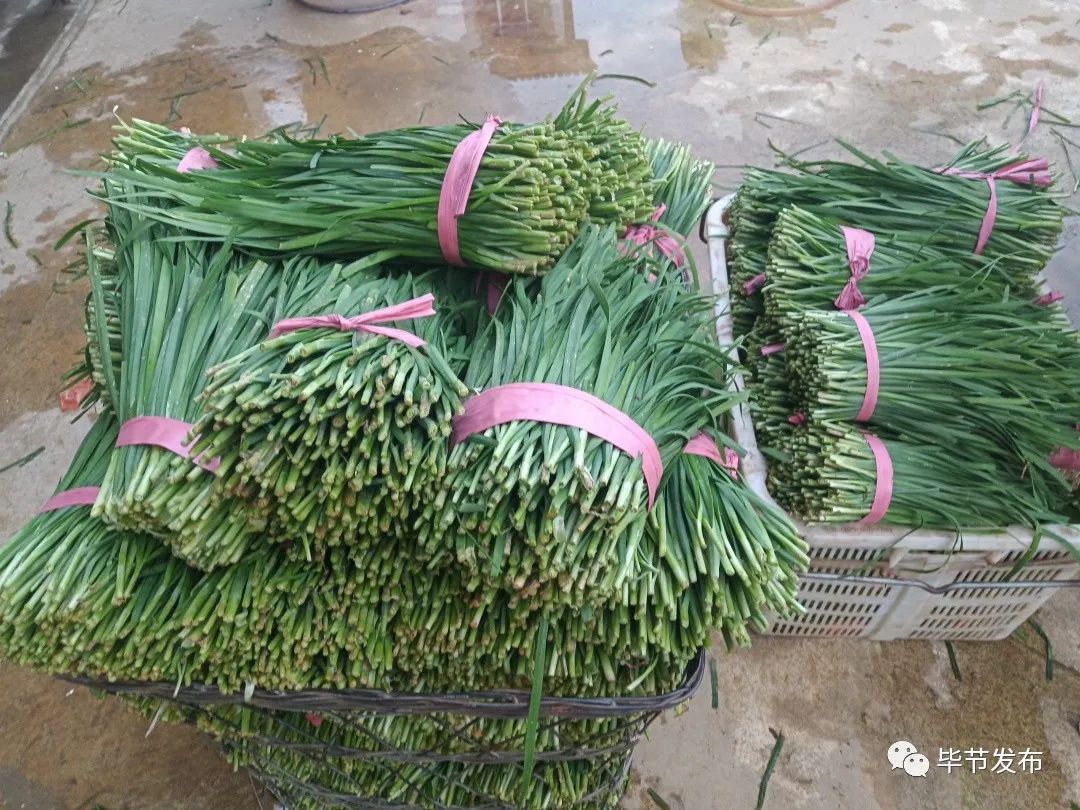 致富经韭菜种植技术视频_致富经韭菜种植视频_种植二亩韭菜致富