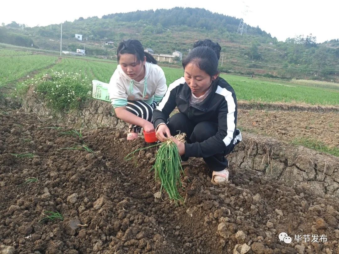 致富经韭菜种植视频_种植二亩韭菜致富_致富经韭菜种植技术视频