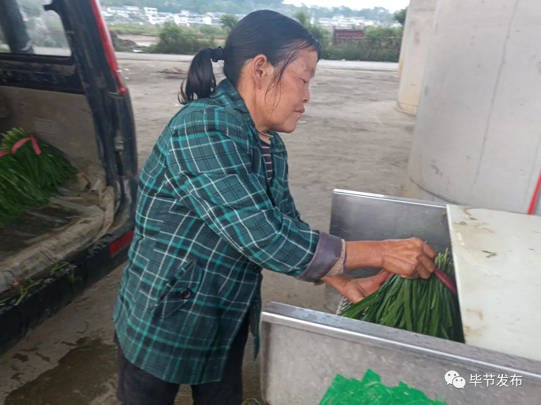 种植二亩韭菜致富_致富经韭菜种植视频_致富经韭菜种植技术视频