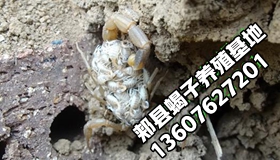 致富经养蝎子视频大全_cctv7 致富经养蝎子_央视致富经蝎子养殖视频