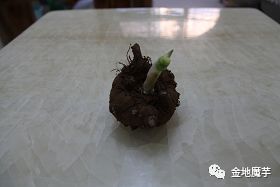 恩施魔芋种植致富_致富种植恩施魔芋怎么样_恩施哪里有魔芋种出售