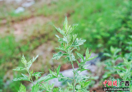 种植草药致富视频_致富种植视频全集_视频致富种植草药是真的吗