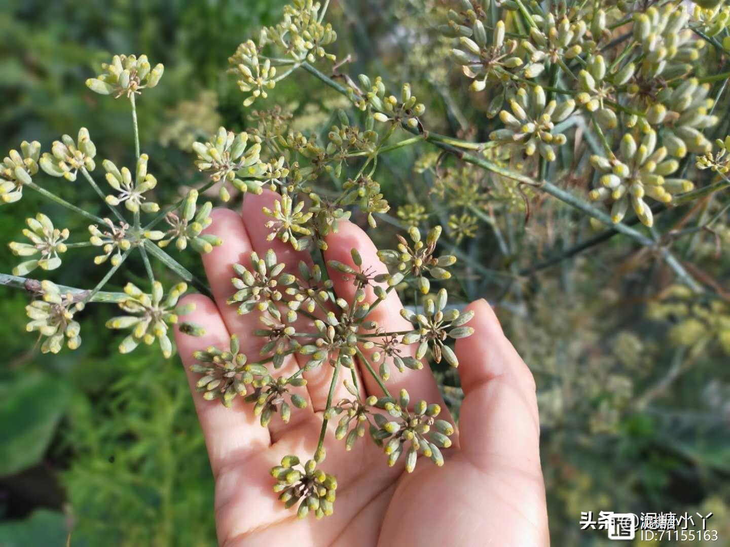 茴香如何种植？几月份种植合适？种植户为你分享经验