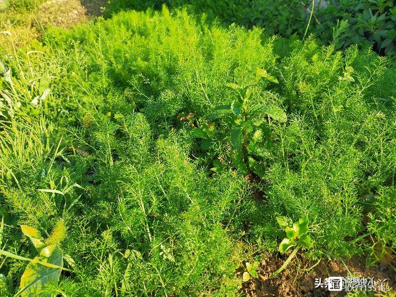 茴香如何种植？几月份种植合适？种植户为你分享经验