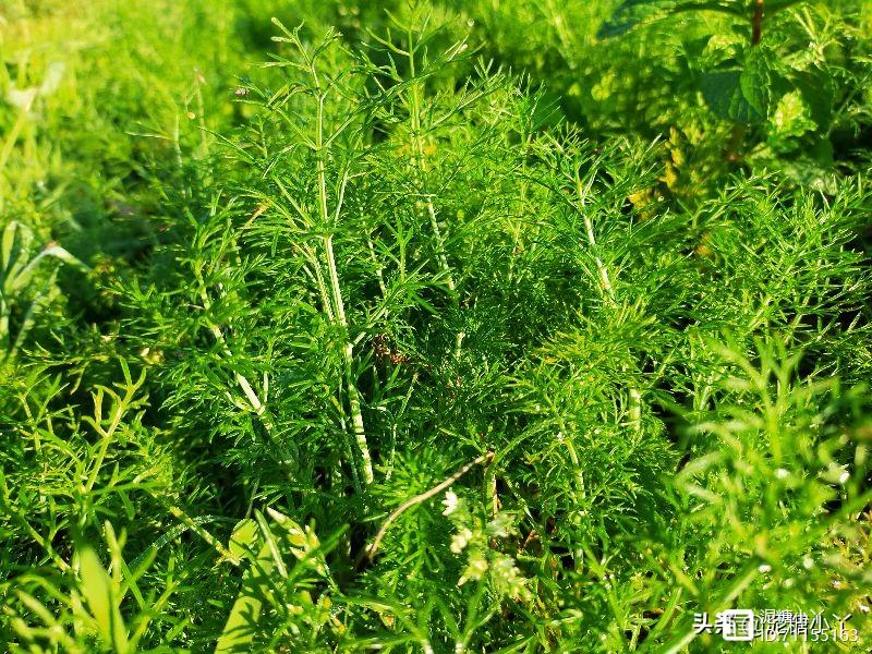 茴香如何种植？几月份种植合适？种植户为你分享经验