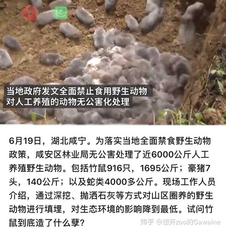 养殖蛇视频_养蛇视频致富经_养蛇技术视频 致富经