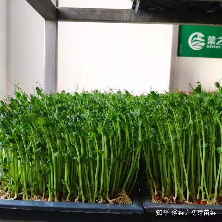 芽苗菜种植怎样实现致富梦想？