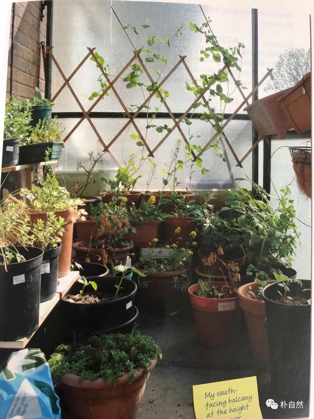 致富经靠种小麦_小面积种植经济价值最高_小面积种植致富