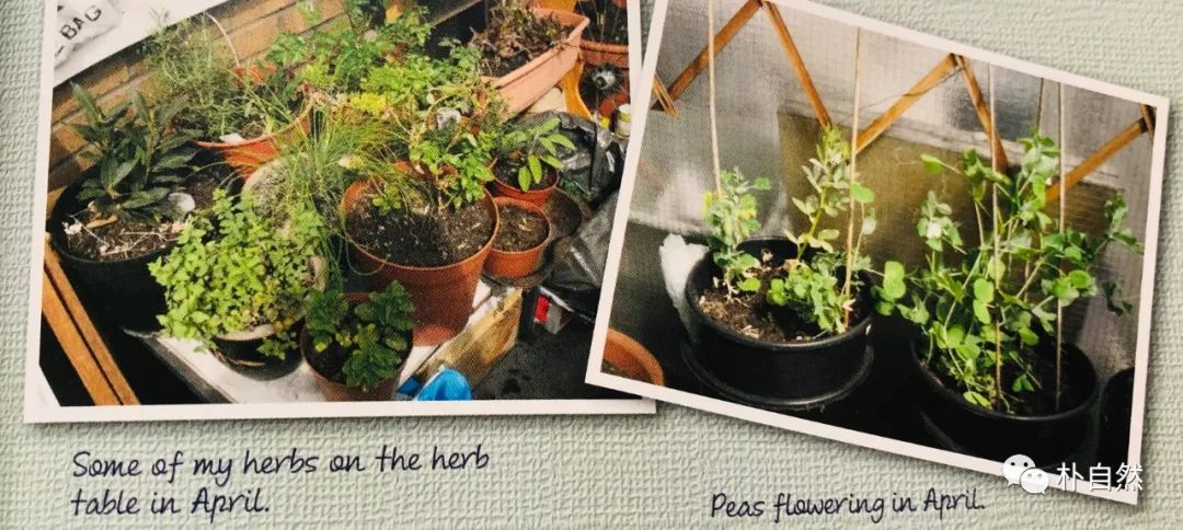 小面积种植致富_致富经靠种小麦_小面积种植经济价值最高