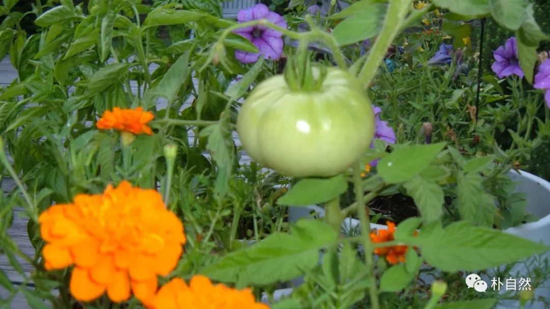小面积种植致富_小面积种植经济价值最高_致富经靠种小麦