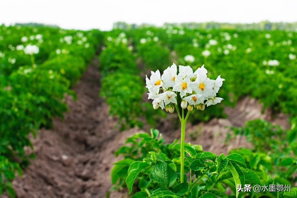 秋季种植马铃薯的催芽方法